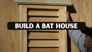 Build a Bat House